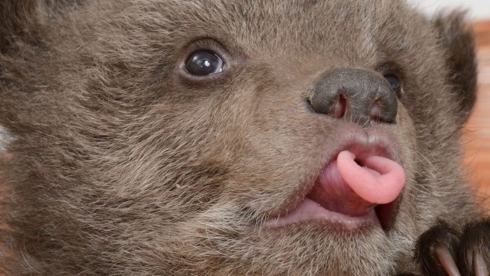 А вы умеете язык трубочкой сворачивать? Вот так?