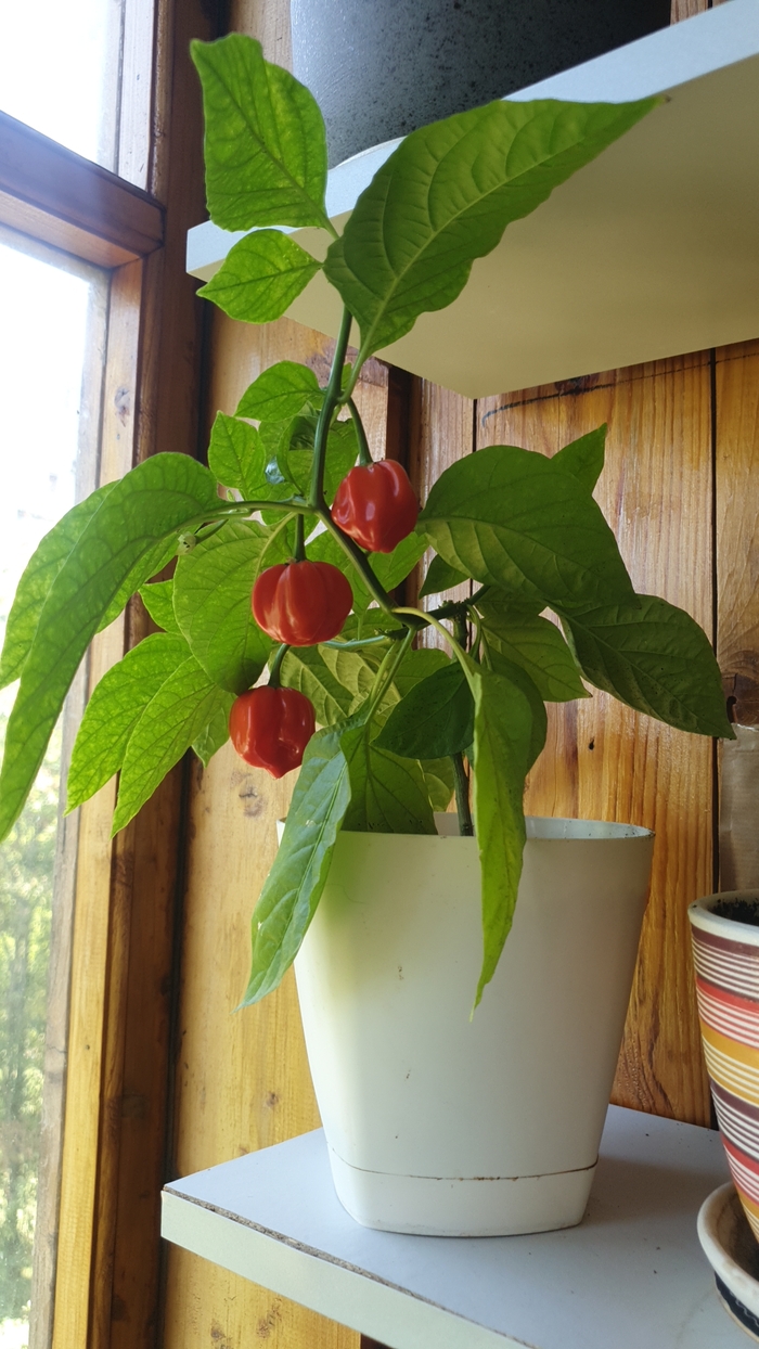 Спустя год!