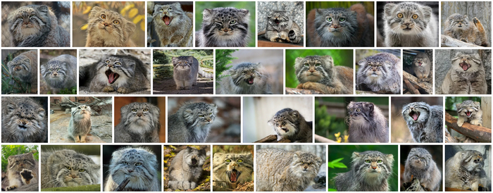 Манулы оптом