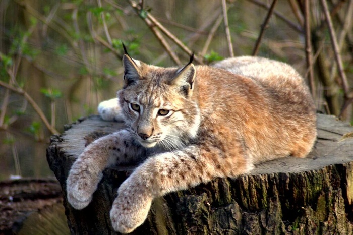 Ах какие лапки! Лапки-царапки