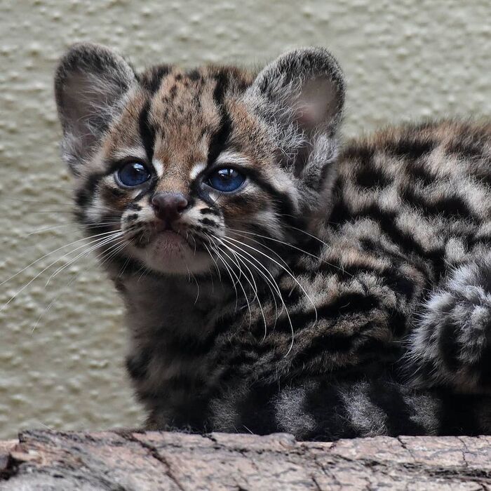 Синеглазик