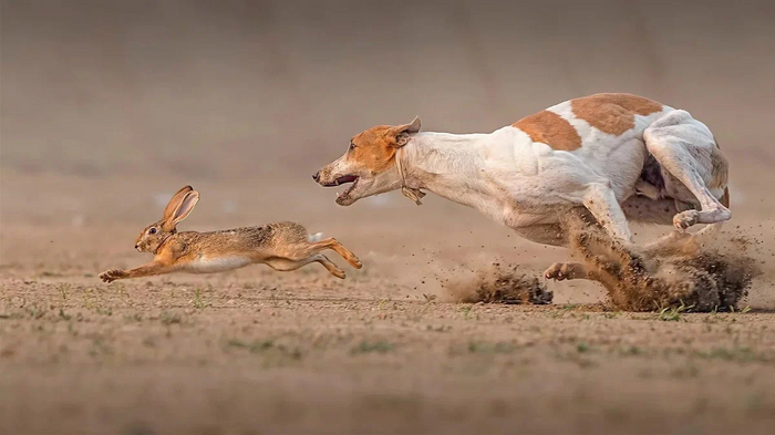 Грейхаунд: Эта собака способна обогнать породистых скакунов, разгоняясь до 67 км/ч. Как псу удается так быстро бегать? Грейхаунд, Собака, Книга животных, Яндекс Дзен, Длиннопост
