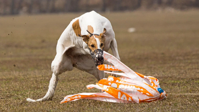 Грейхаунд: Эта собака способна обогнать породистых скакунов, разгоняясь до 67 км/ч. Как псу удается так быстро бегать? Грейхаунд, Собака, Книга животных, Яндекс Дзен, Длиннопост