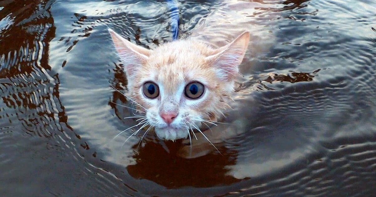 Жил на свете котенок. Кошка в воде. Котенок плавает. Кот плывёт в воде. Кошка плавает в воде.