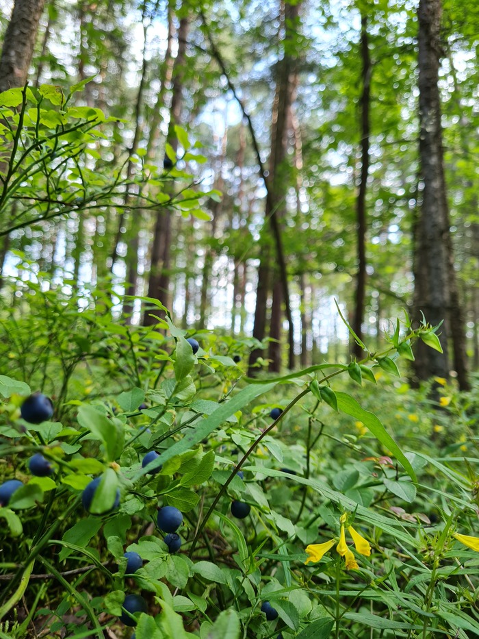 Черника | Пикабу
