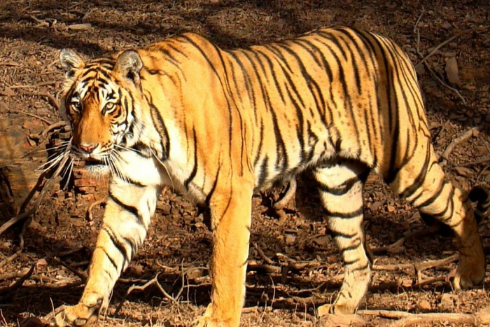 Бенгальская тигрица-людоед убила 20 человек, последняя её жертва – подросток Бенгальский тигр, Индия, Опасные животные, Людоед, Негатив, Хищные животные, Большие кошки, Дикие животные, Безопасность жизнедеятельности, Тигр