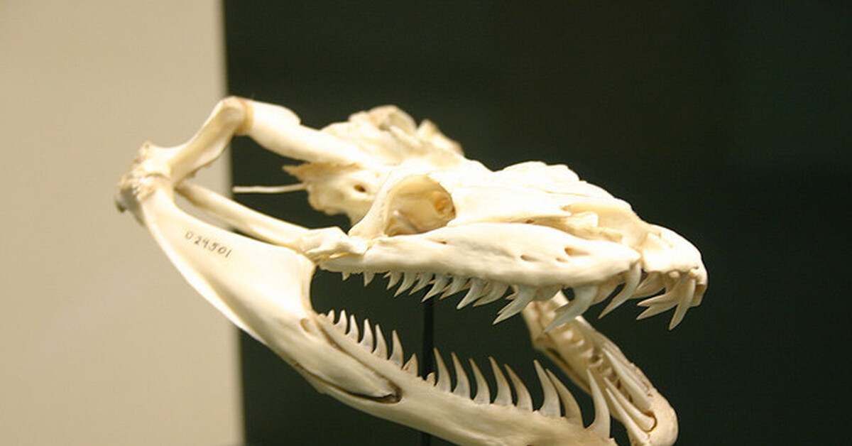 Челюсть рептилий. Собакоголовый питон зубы. Скелет питона змеи. Скелет королевского питона.
