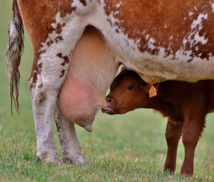 Молоко со вкусом горечи, мыла и селёдки. 5 причин почему корова даёт молоко с «душком» Корова, Животные, Молоко, Книга животных, Яндекс Дзен, Длиннопост