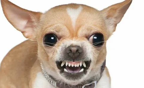 ������ ��������