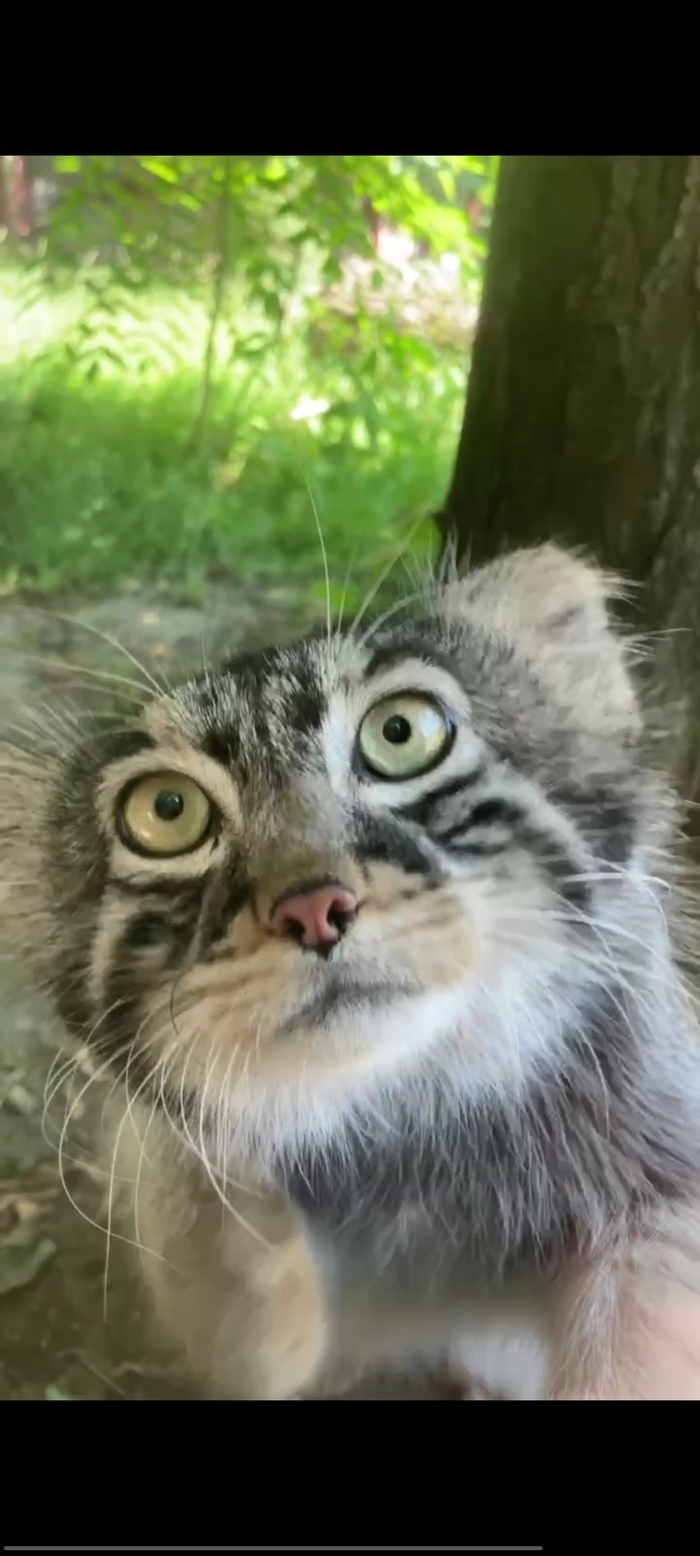 Тимофей, из Московского зоопарка, с утра ещё не глажен