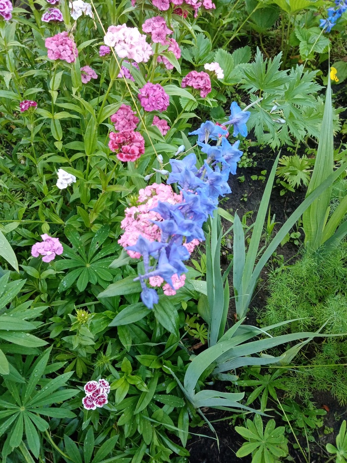 Дельфиниум расцвел