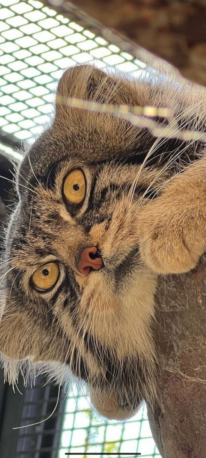 �������� ������� 14544