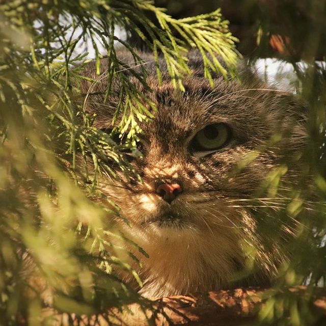 �������� ������� 14543