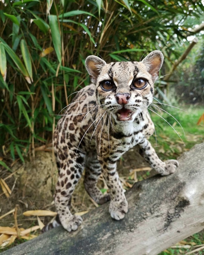 Я не Табаки, я маргай!