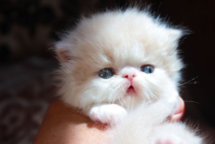 "�����" - ����� ���������� ������ �� ��� �����...