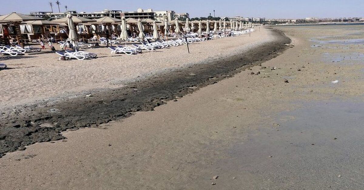 Хургада нападение. Акула Саль Хашиш. Саль Хашиш пляжи.