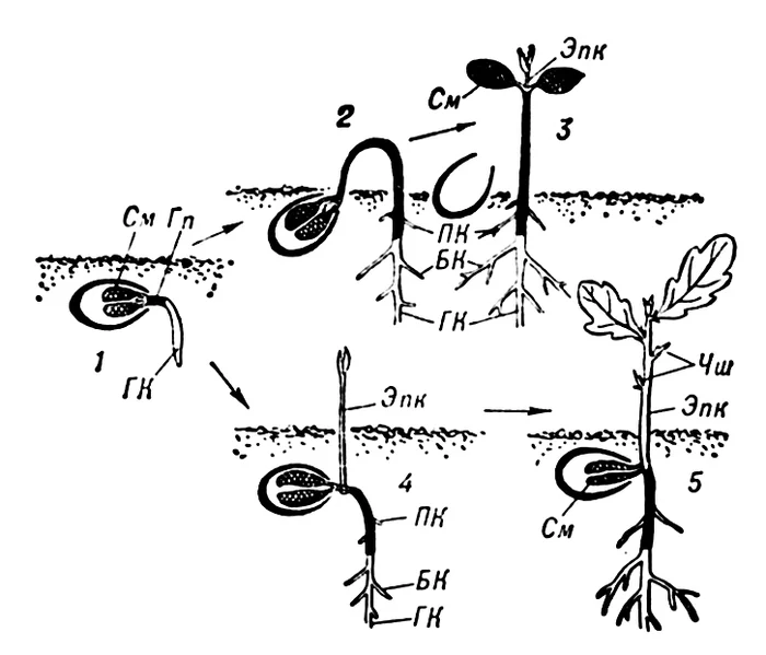 Гипокотиль у растений. Надземное прорастание семян схема. Схема наземного и подземного прорастания семян. Проросток гороха схема подземного прорастания. Подземное прорастание гороха.
