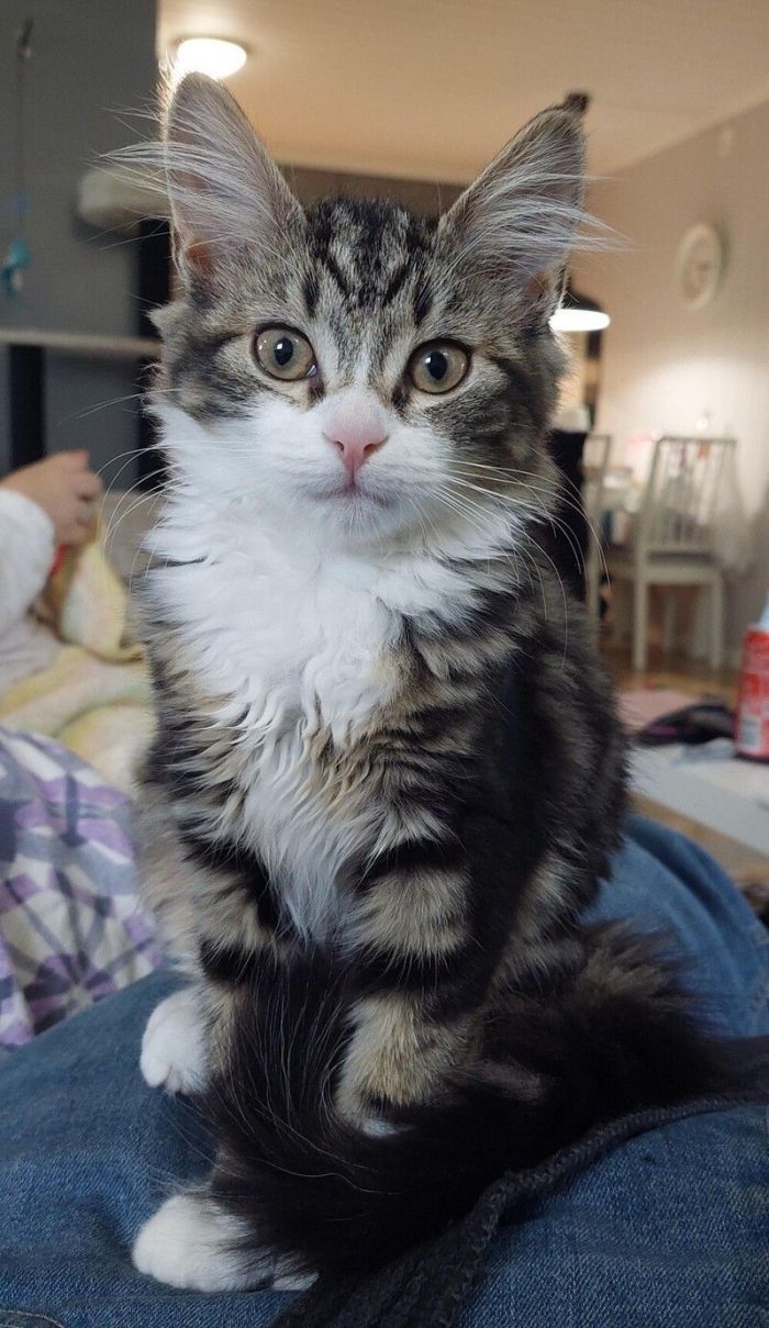 Весьма фотогеничный котик