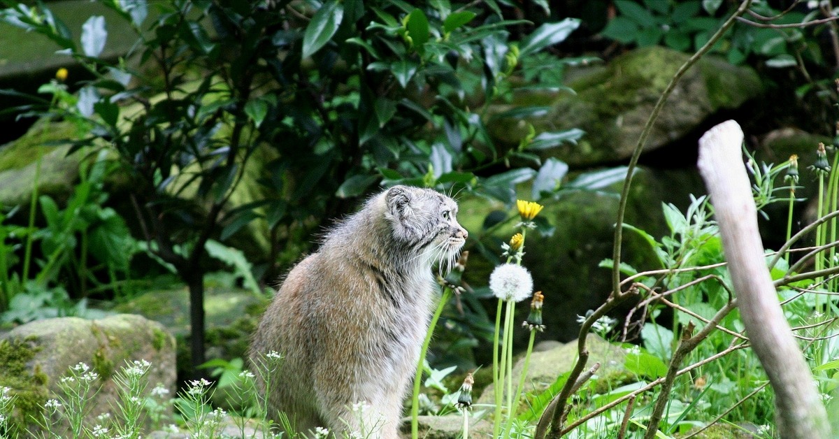Американские отшельники. Какое животное помогло отшельнику ману сохранить жизнь. Какое животное помогло отшельнику ману сохранить жизнь. Мик додж отшельник. Люди отшельники.