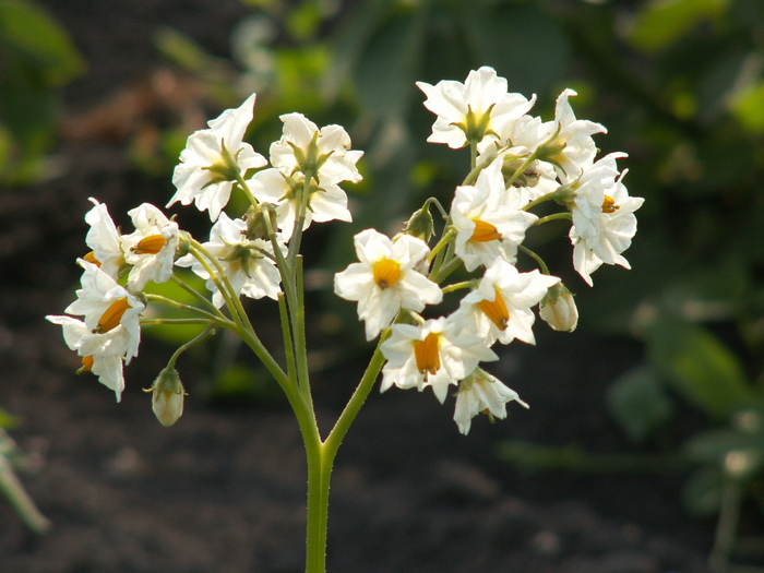 И картофель может быть красивым