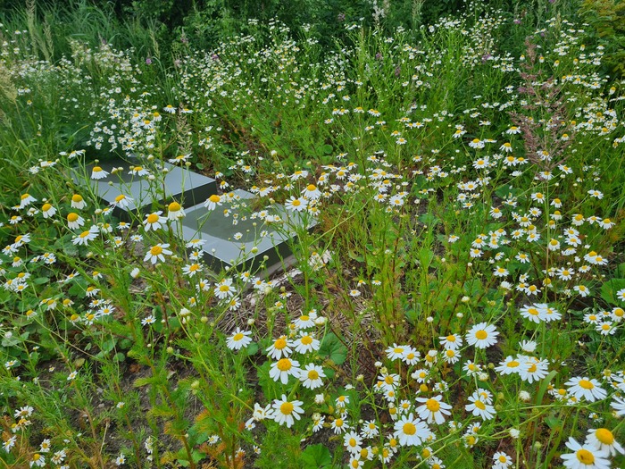Септик заромашковел