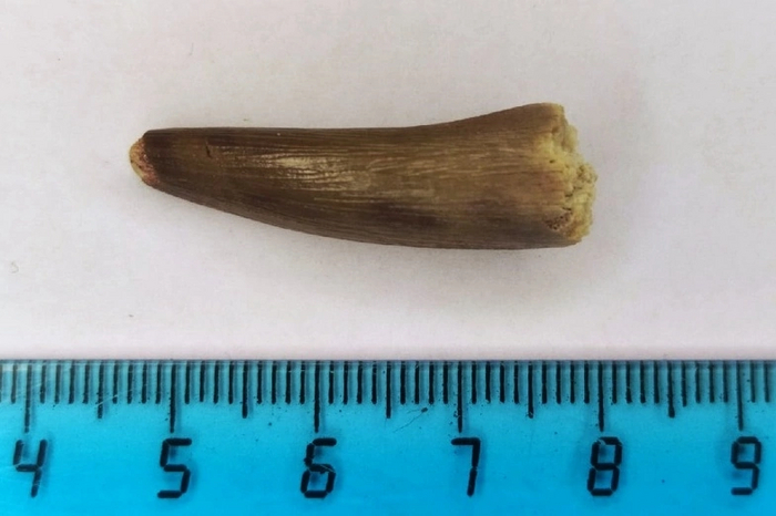 Кто такие Плезиозавры и Плиозавры