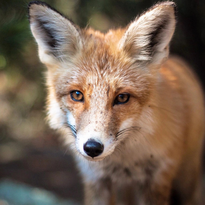 Байкальский лисёнок