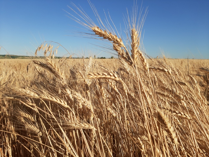 Хлеб всему голова!
