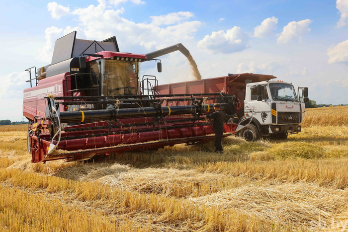 В Беларуси убрано 15 процентов озимого ячменя
