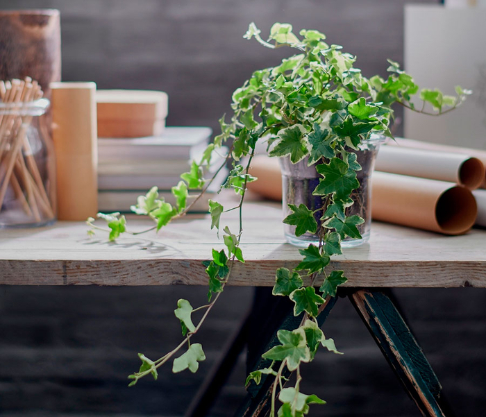 Спасите плюща!