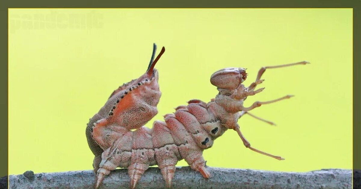 Гусеница пауки. Гусеница stauropus fagi. Личинка макро. Гусеница паук. Паучья гусеница.