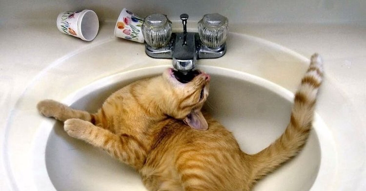 Оставь коту воды побольше