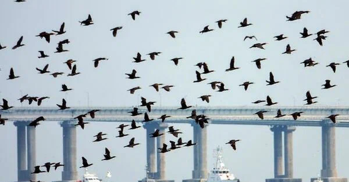 Бундесвер крымский мост. Бундесвер крымский мост. Крымский мост керченский пролив. Грузовик на крымском мосту. Железнодорожный мост нижнеленинское.