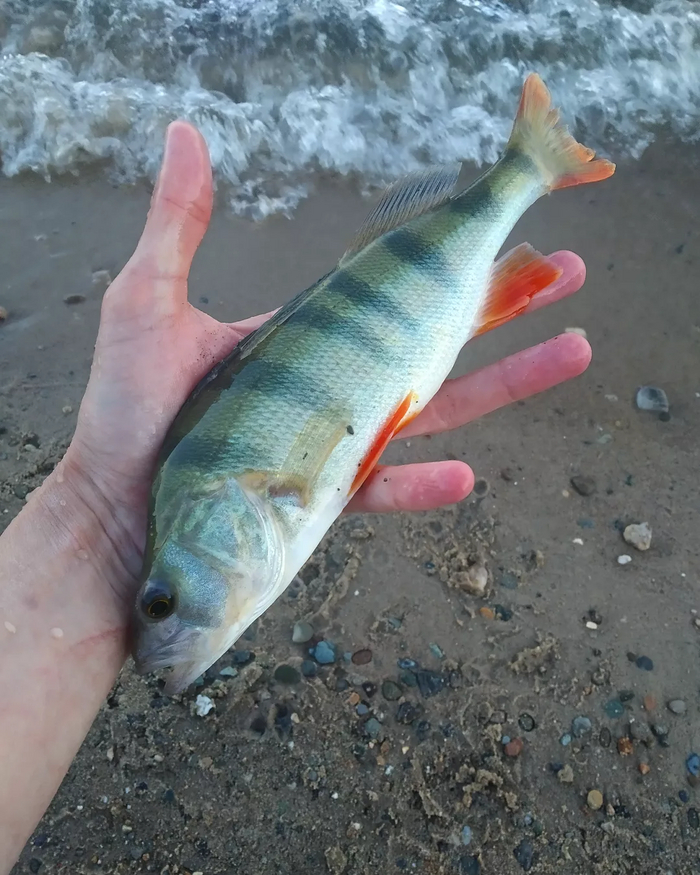 ������ �����