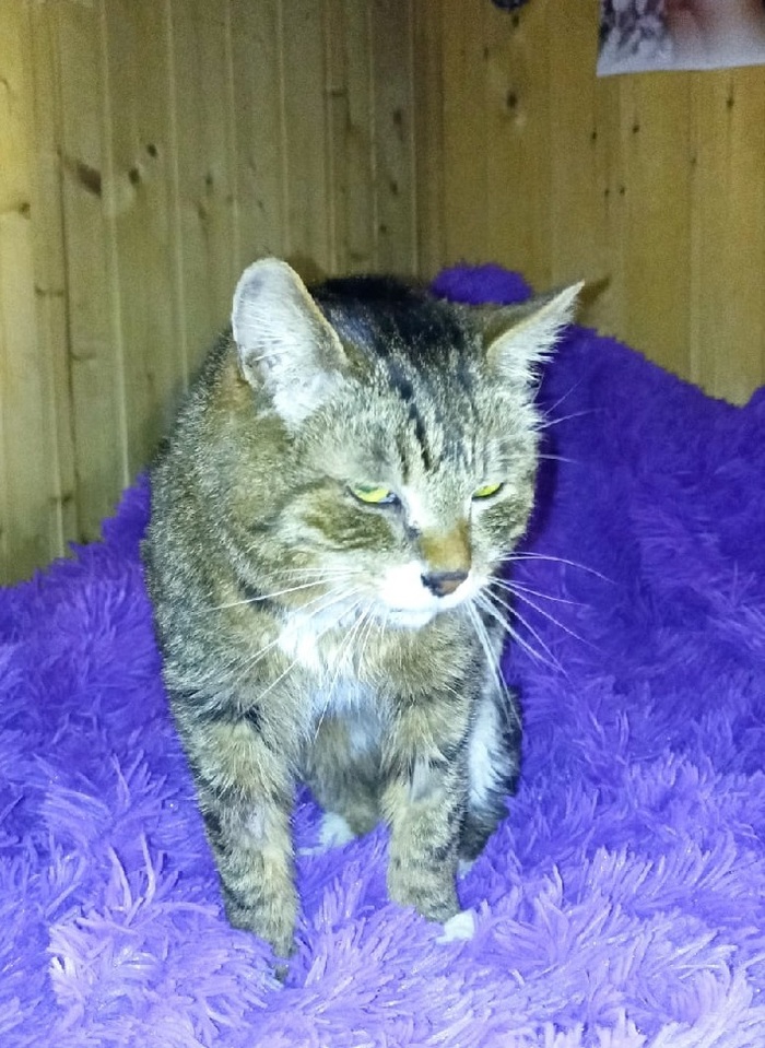 Ещё немного про сурового кота