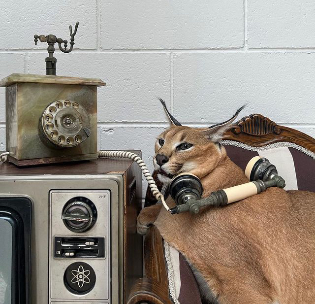 Шипучий жулик