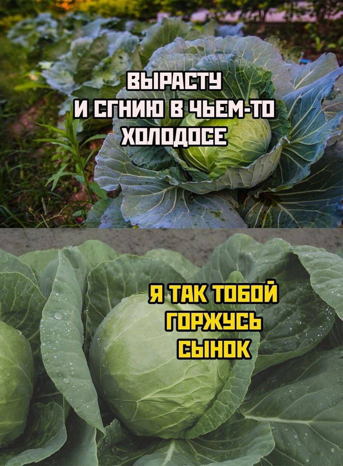 У кочана есть цель