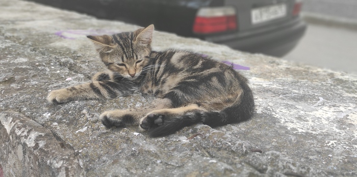 Дворовой котик