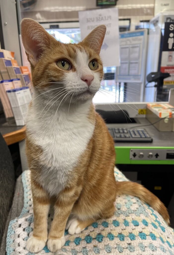 Рыжий кот Кот, Рыжие, Милота