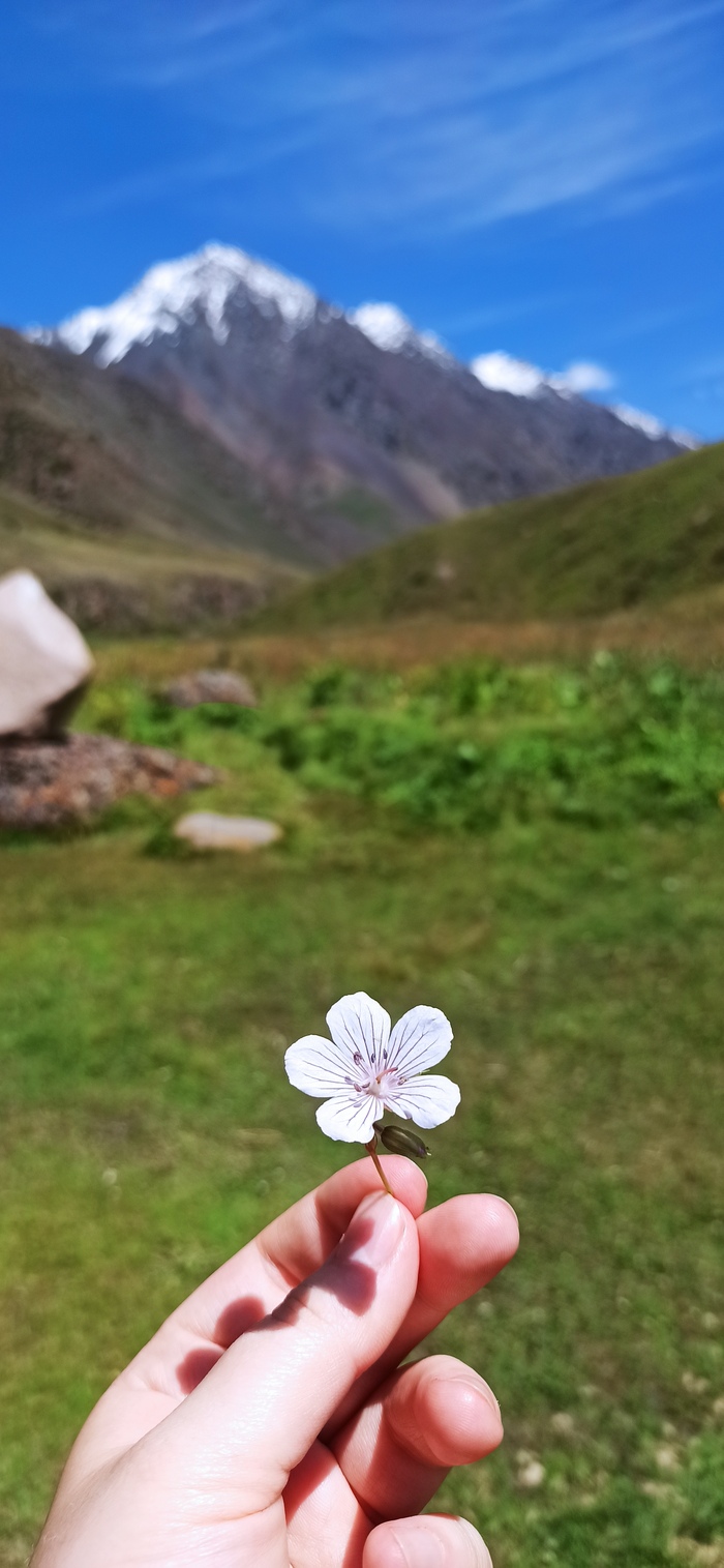 ��� ��������� ������, ����������