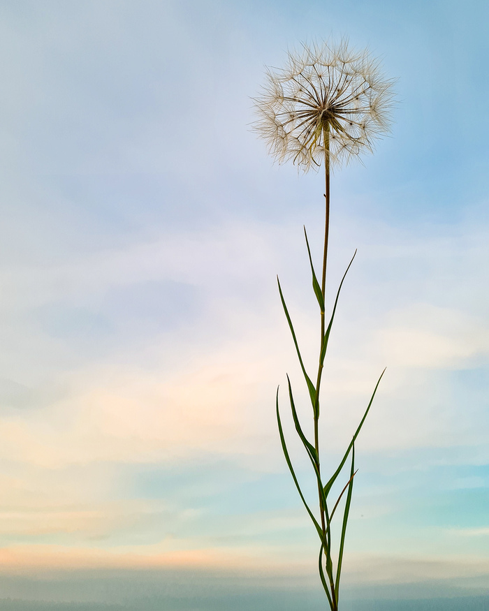 Козлобородник