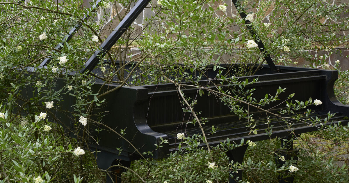 Рояль в кустах значение. Рояль в кустах значение. Выражение рояль в кустах. Выражение рояль в кустах. Гороховая 17 санкт-петербург рояль в кустах.