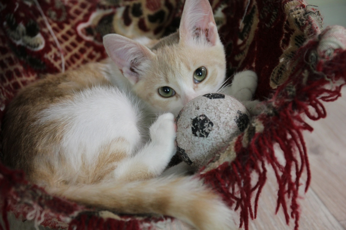 Милая юная кошечка ищет дом