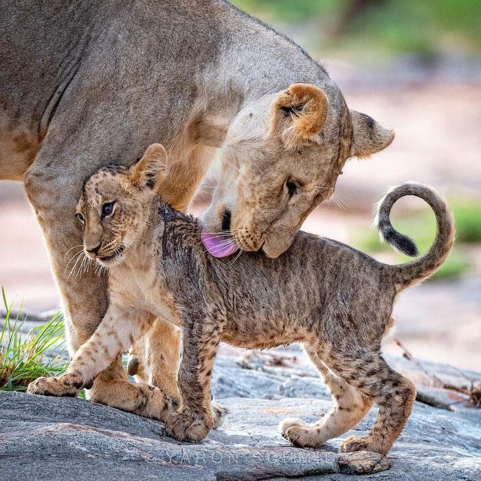 Говорила же, не лезь в лужу!