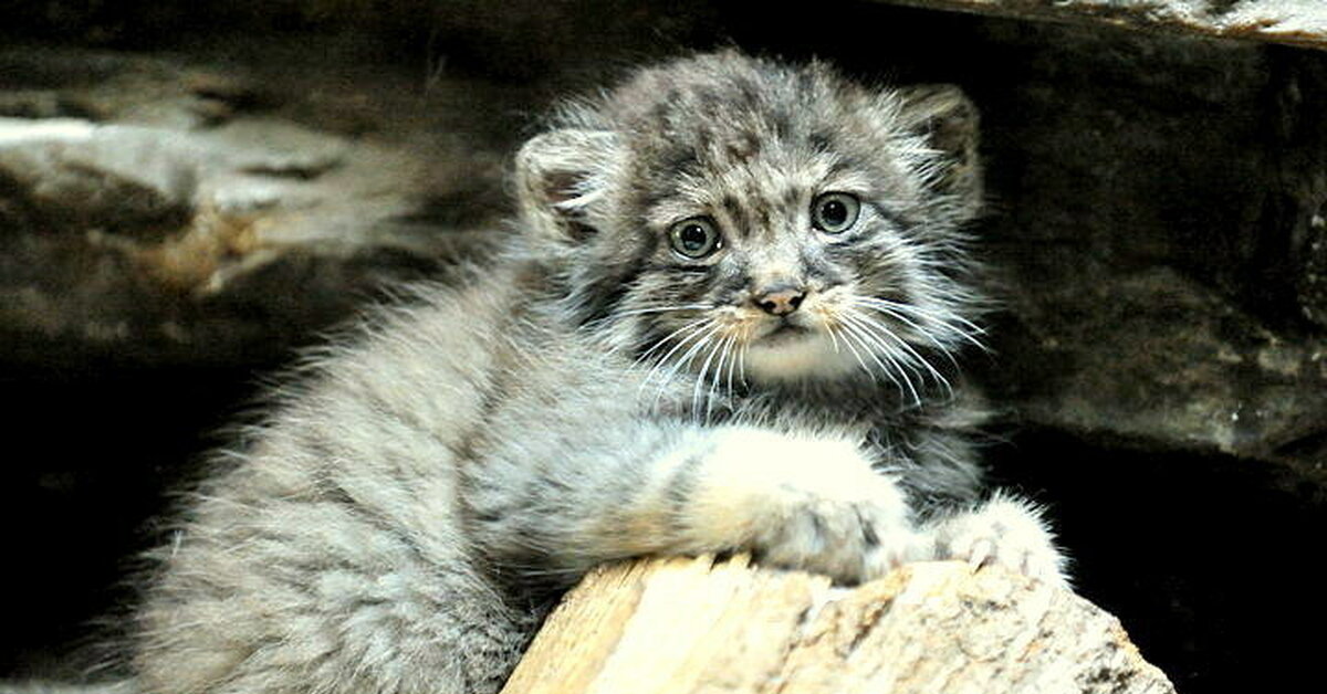 Котята манула. Манул малыш. Детеныш манула. Детеныши кота манула. Манул маленький котенок.