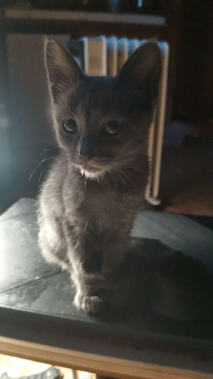 Черная Борода