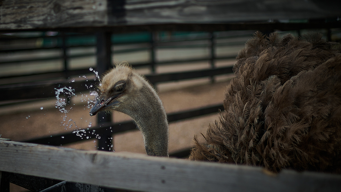 Птичку в ленту