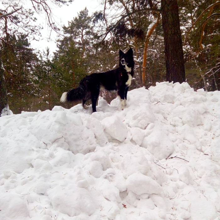 Каждый день по полсобаки