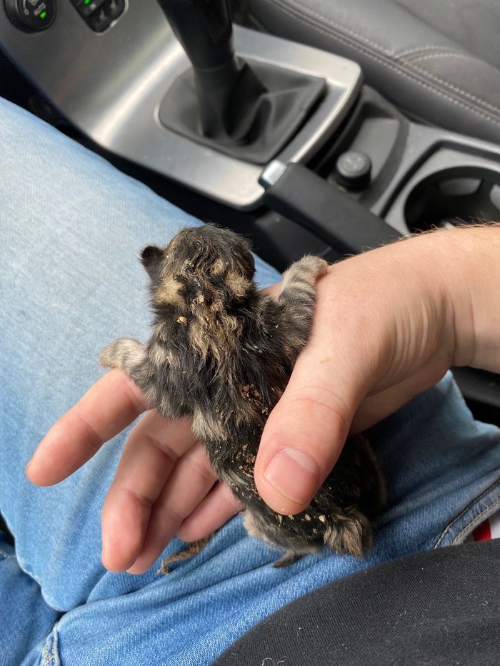 Срочно требуется кормящая кошка! Псков