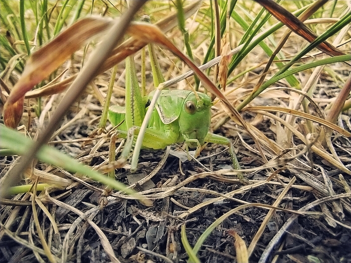 В траве сидел кузнечик...